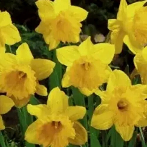 DAFFODILS 13 Dutch Master Bulbs