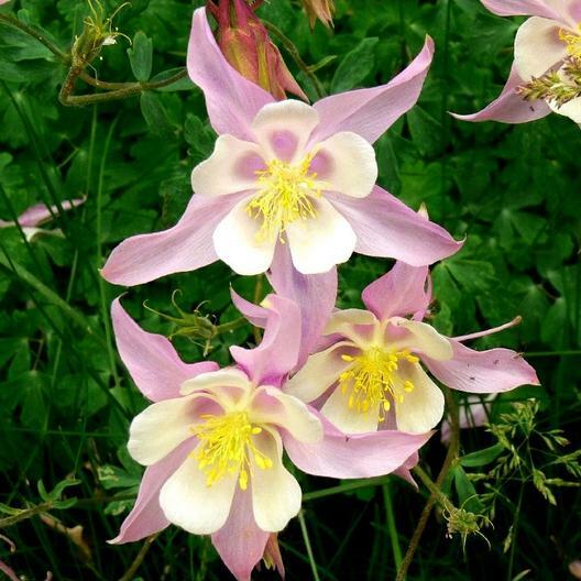 Columbine ROSE STAR Perennial Pollinator Attractor Part-Shade Non-GMO 100 Seeds!