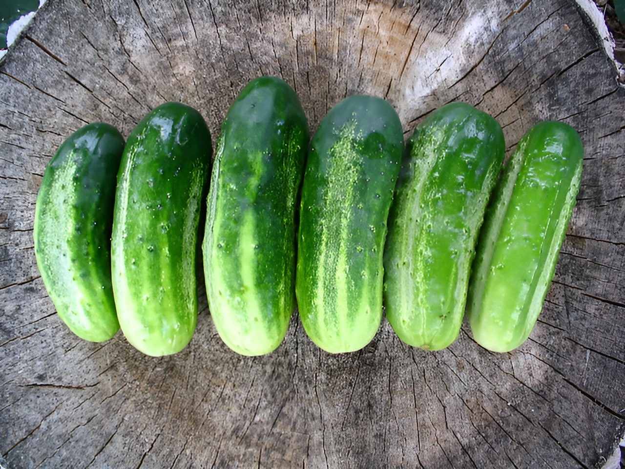 40 Heirloom National Pickling Cucumber Seeds – Non Bitter Super Crisp – Organic