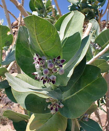 Calotropis procera | Sodom Apple | 20 Seeds
