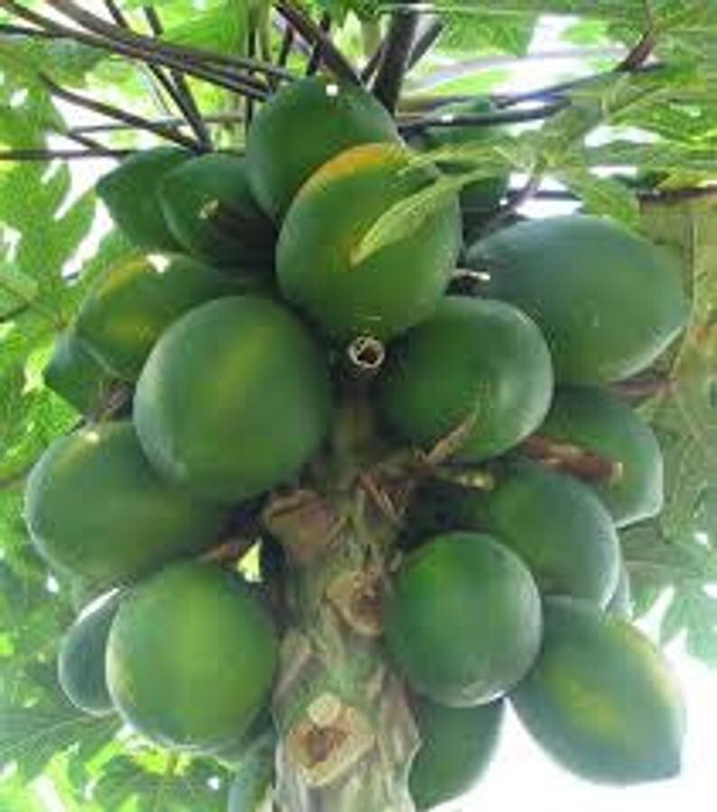 Papaya Mexican Seeds, 30 Seeds, Carica papaya, Tropical Tree, Organic, Fruit