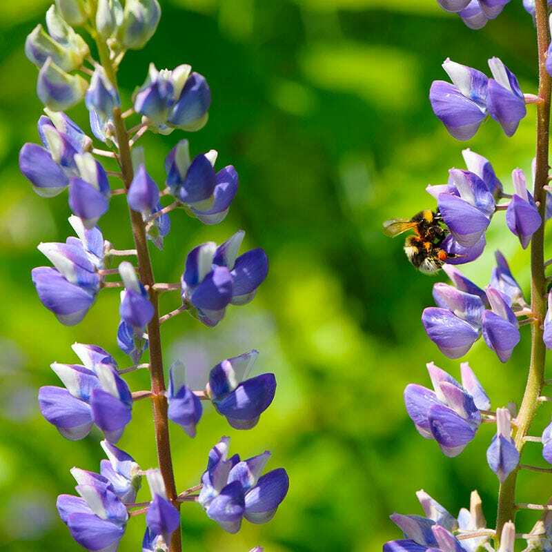 Lupine WILD PERENNIAL Hummingbird & Bee Favorite Heirloom Pure Non-GMO 50 Seeds!