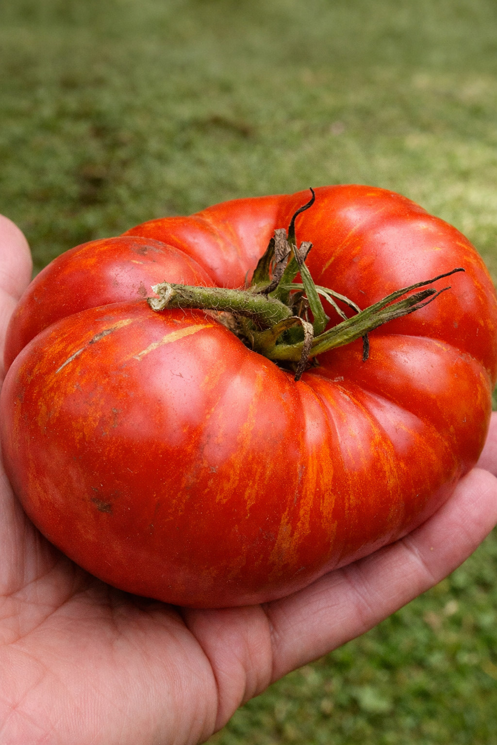 200 Seed Cherokee Tomato Seed Mix – Purple Green & Red 3 Amazing Heirlooms