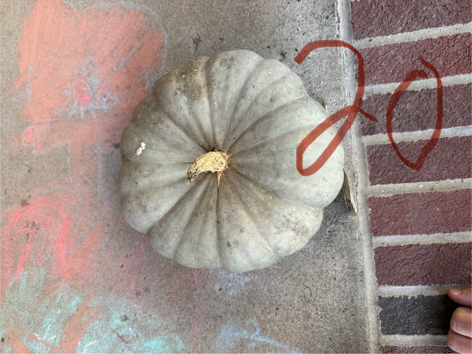 Seeds #20: Gray, green, blue, stacker Pumpkin. (10 ct)