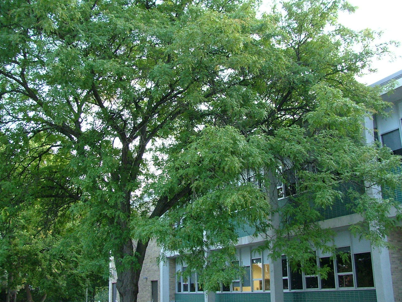 Honeylocust, Gleditsia triacanthos inermis, Tree Seeds (Fast, Hardy,)