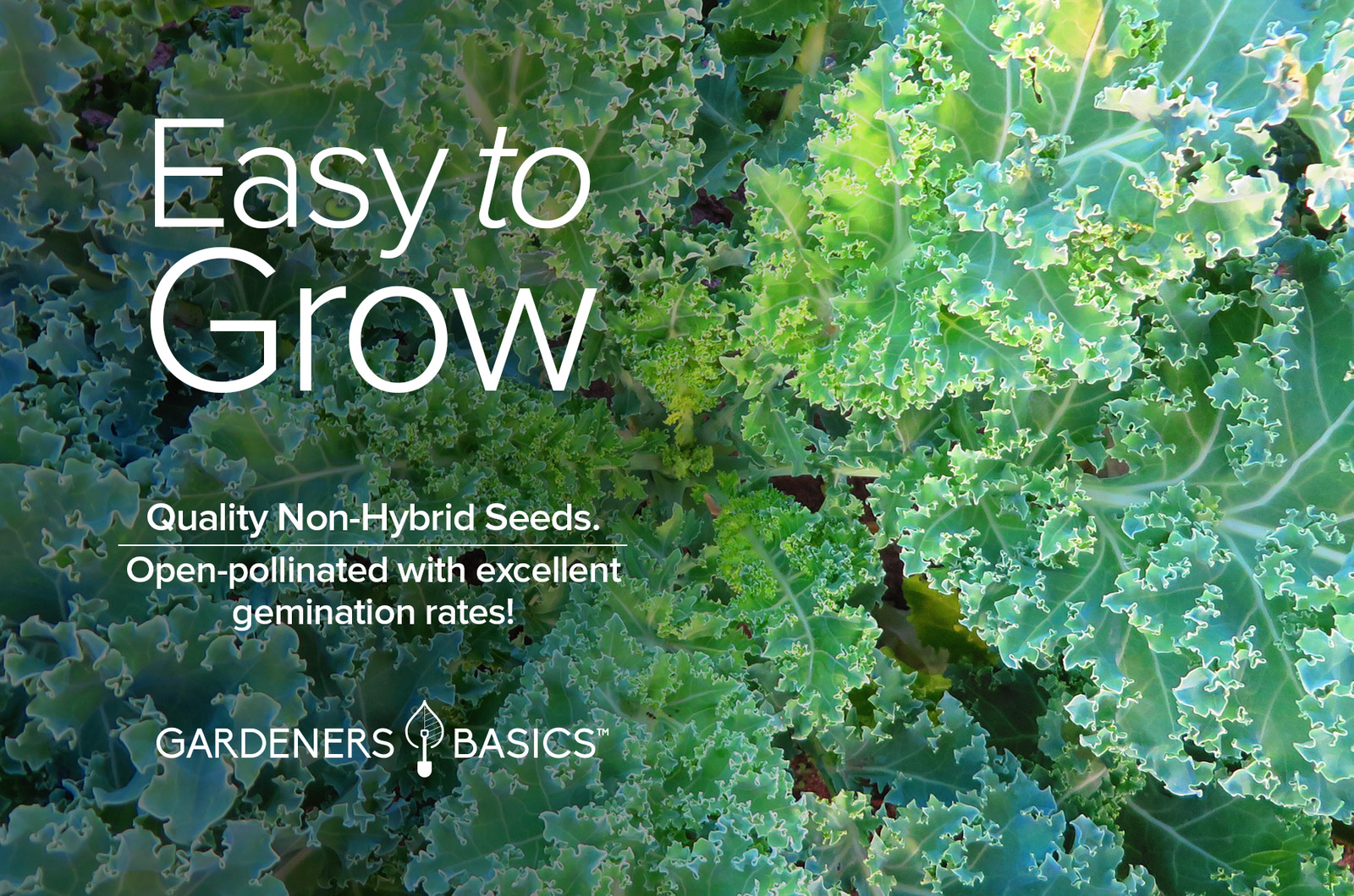 Dwarf Siberian Improved Kale Seeds