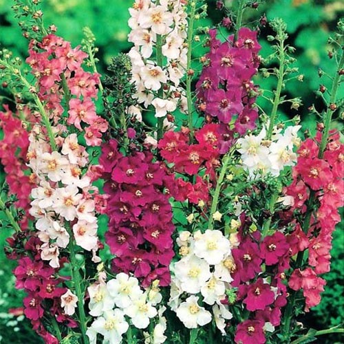 10000 Seeds Verbascum Seeds – Purple Mullein Flower Seed