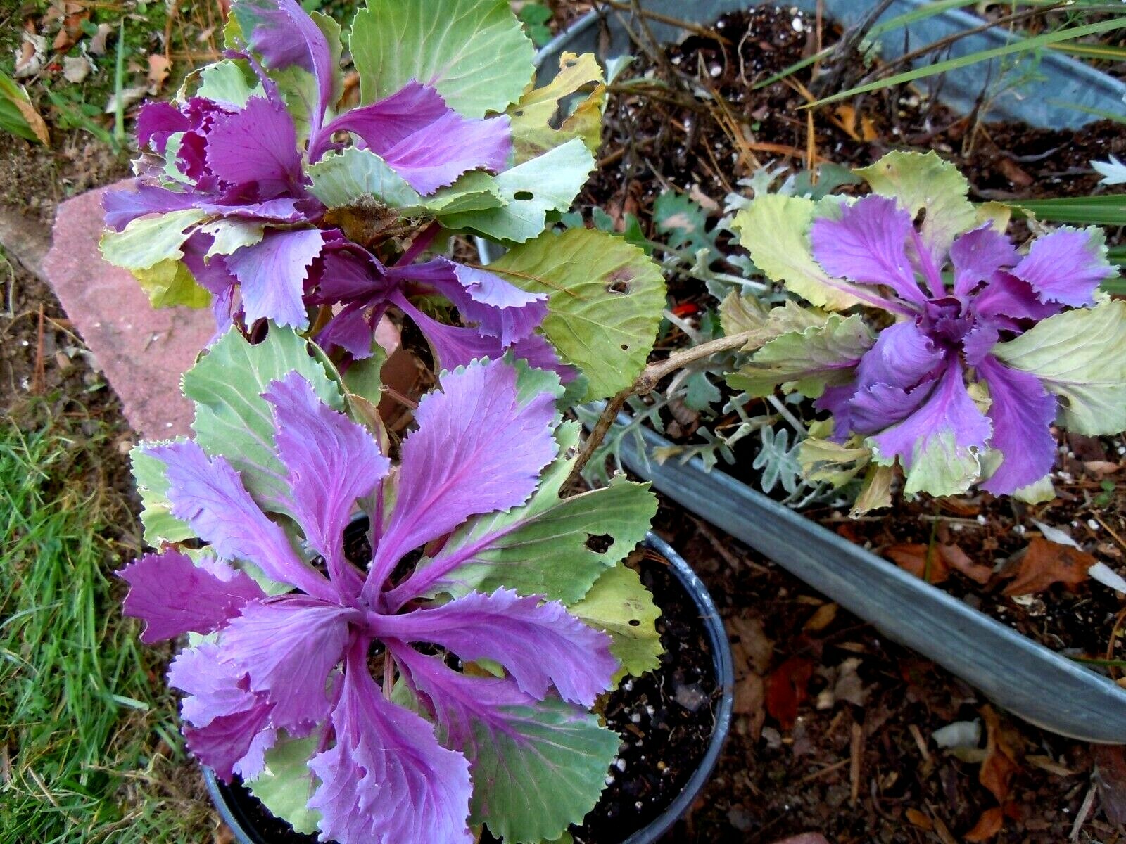 60 ORNAMENTAL KALE & CABBAGE SEEDS ORGANICALLY GROWN! BEAUTIFUL AND SAFE TO EAT!