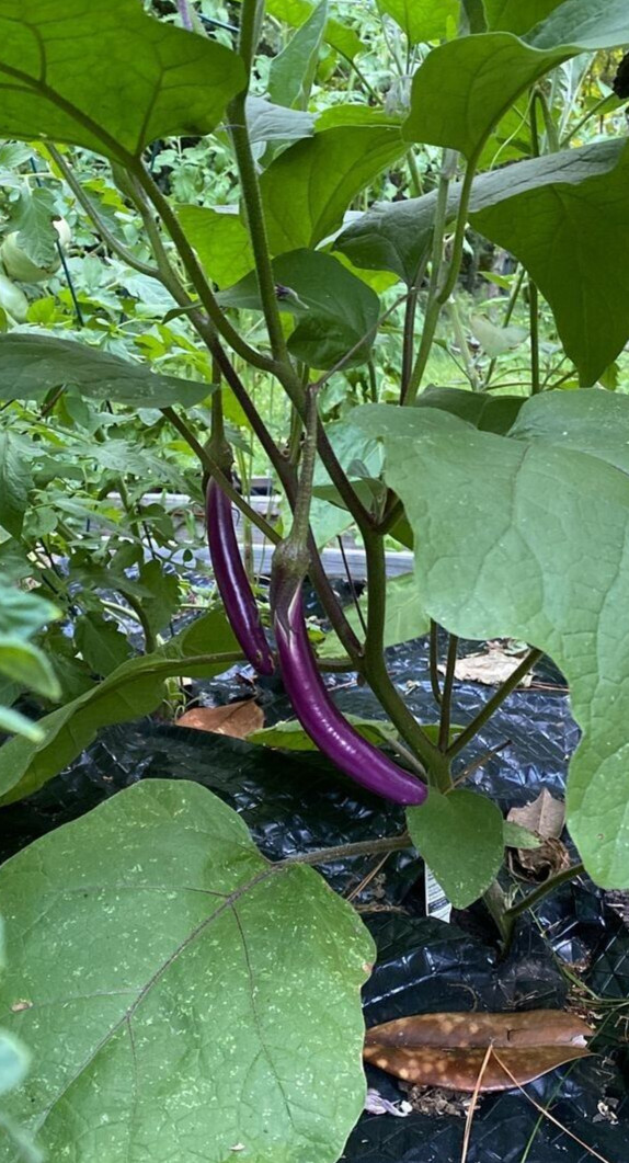 50 PING TUNG LONG Eggplant 250mg seeds Taiwanese PINGTUNG long 12-18″ fruits