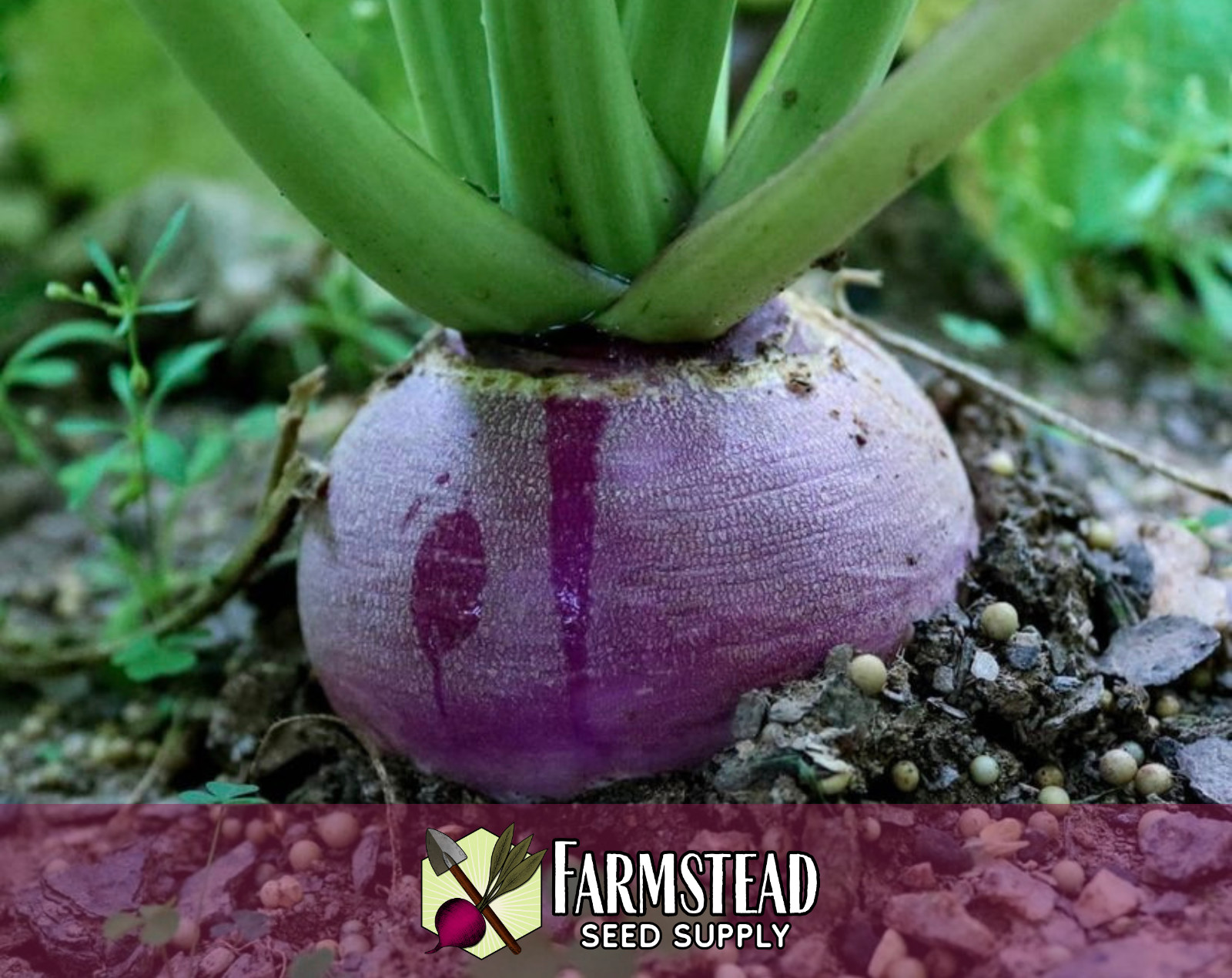 3500+ Turnip Seeds [Purple Top White Globe] Vegetable Garden Seed Packets, USA
