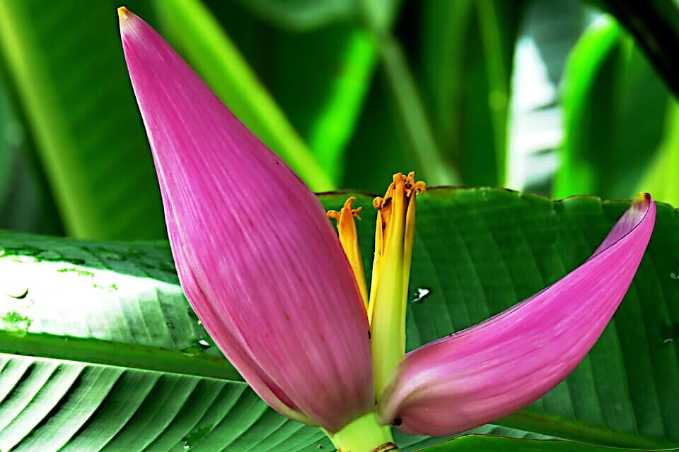 20 Pink Dwarf Banana Tree Fruit Plant Seeds (Musa velu.) Rare Fast Hardy-Zone 7b