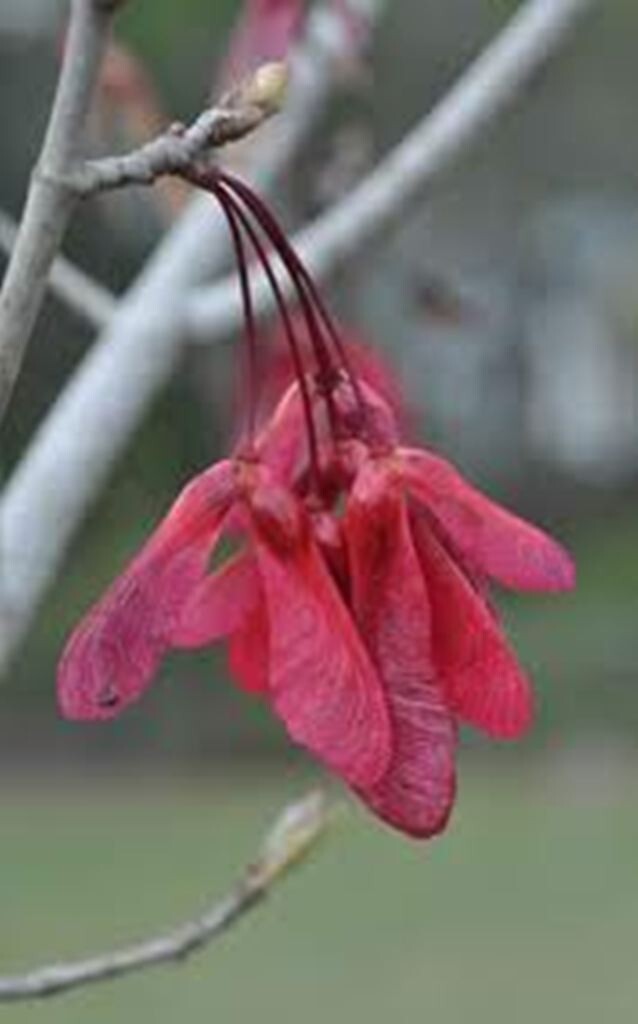 50 TREE SEEDS: Red Maple (Acer rubrum) | USA SELLER – Hand picked April 2025