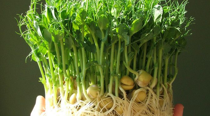 8 oz Green Pea