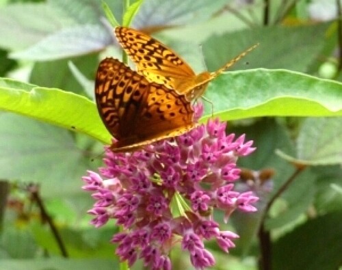 Milkweed Seed Mix 5 species Asclepias common purple orange swamp tropical