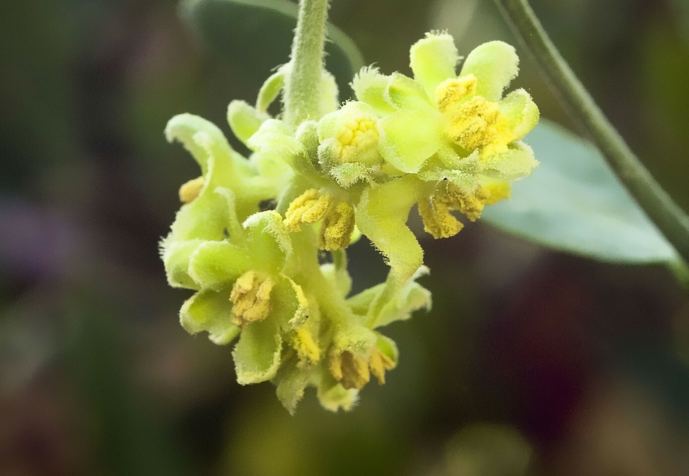 Simmondsia chinensis | Jojoba | Goat & Deer & Pig Nut | Wild Hazel | 5_Seeds