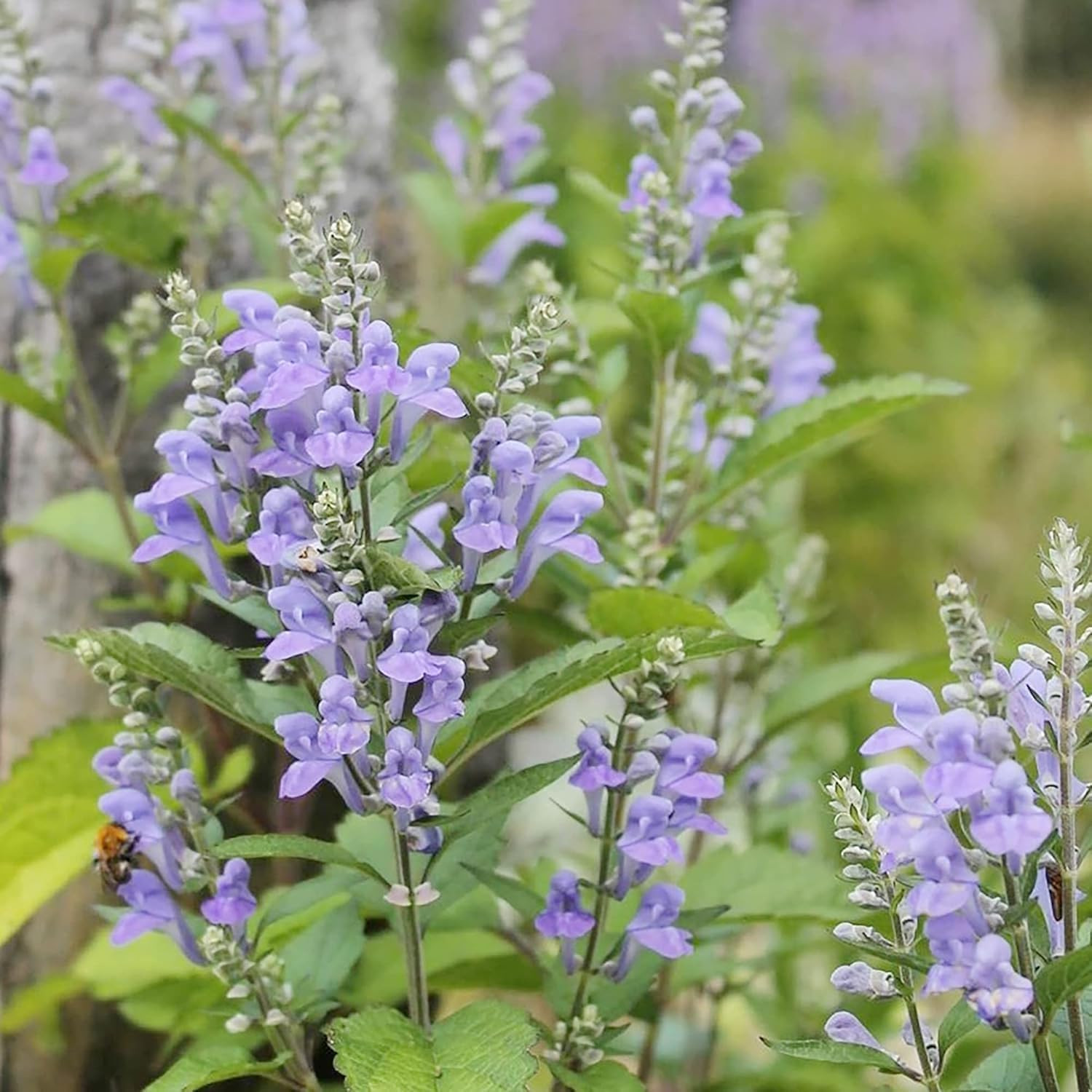 Baical Skullcap (Scutellaria) Seeds – 300Pcs Pack – Low Maintenance Herb with Tr