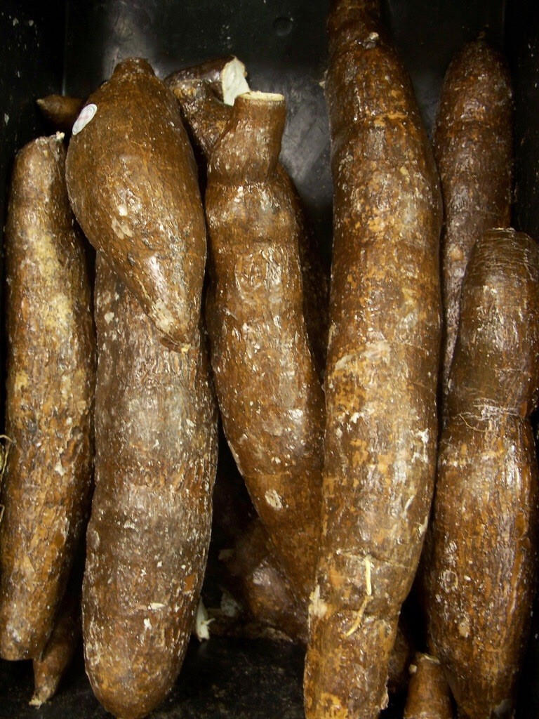 Fresh Whole Yuca Root (5LBS)