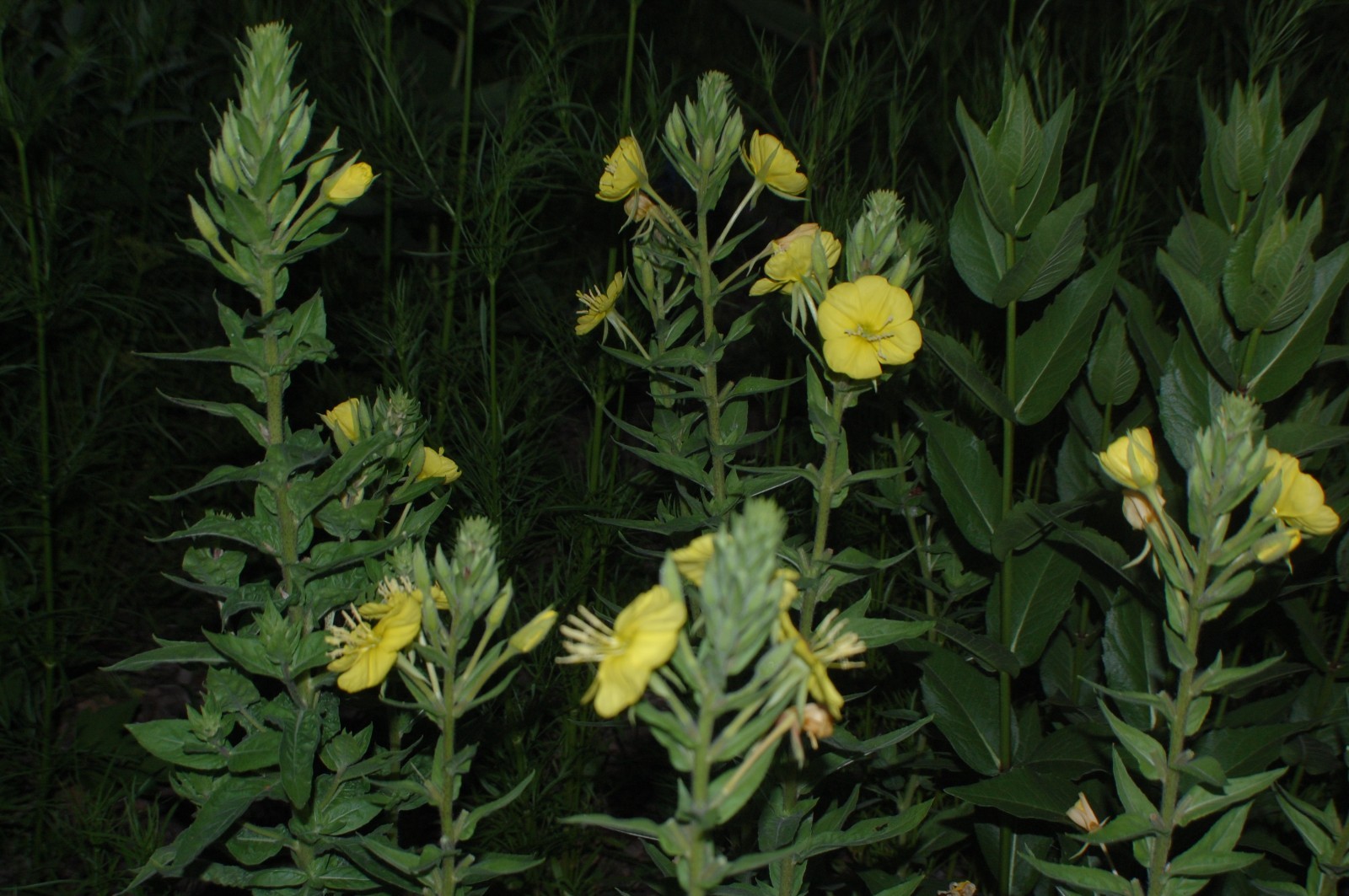 1 Gram Common Evening Primrose Seeds/NATIVE N East US/Oenothera biennis/Organic