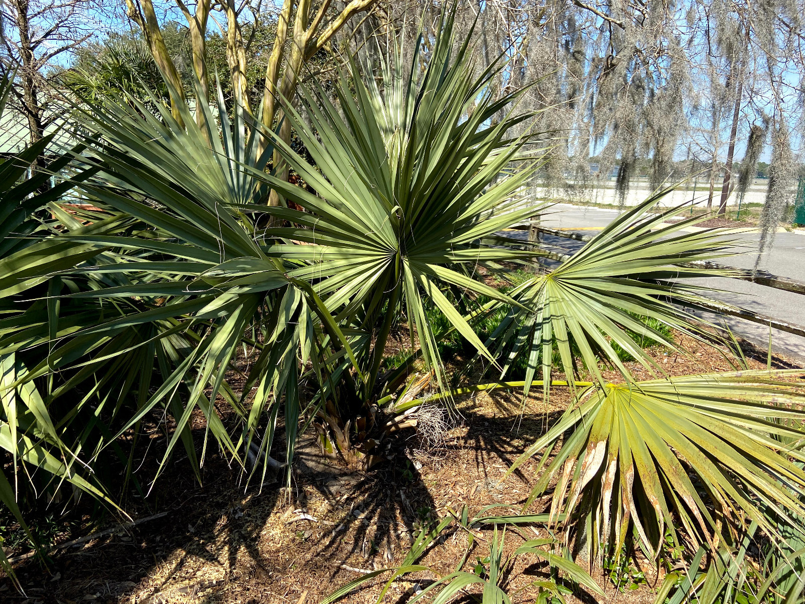 Sabal sp. ‘Tamaulipas’ Seeds! Almost NEVER Offered! Cold Hardy!