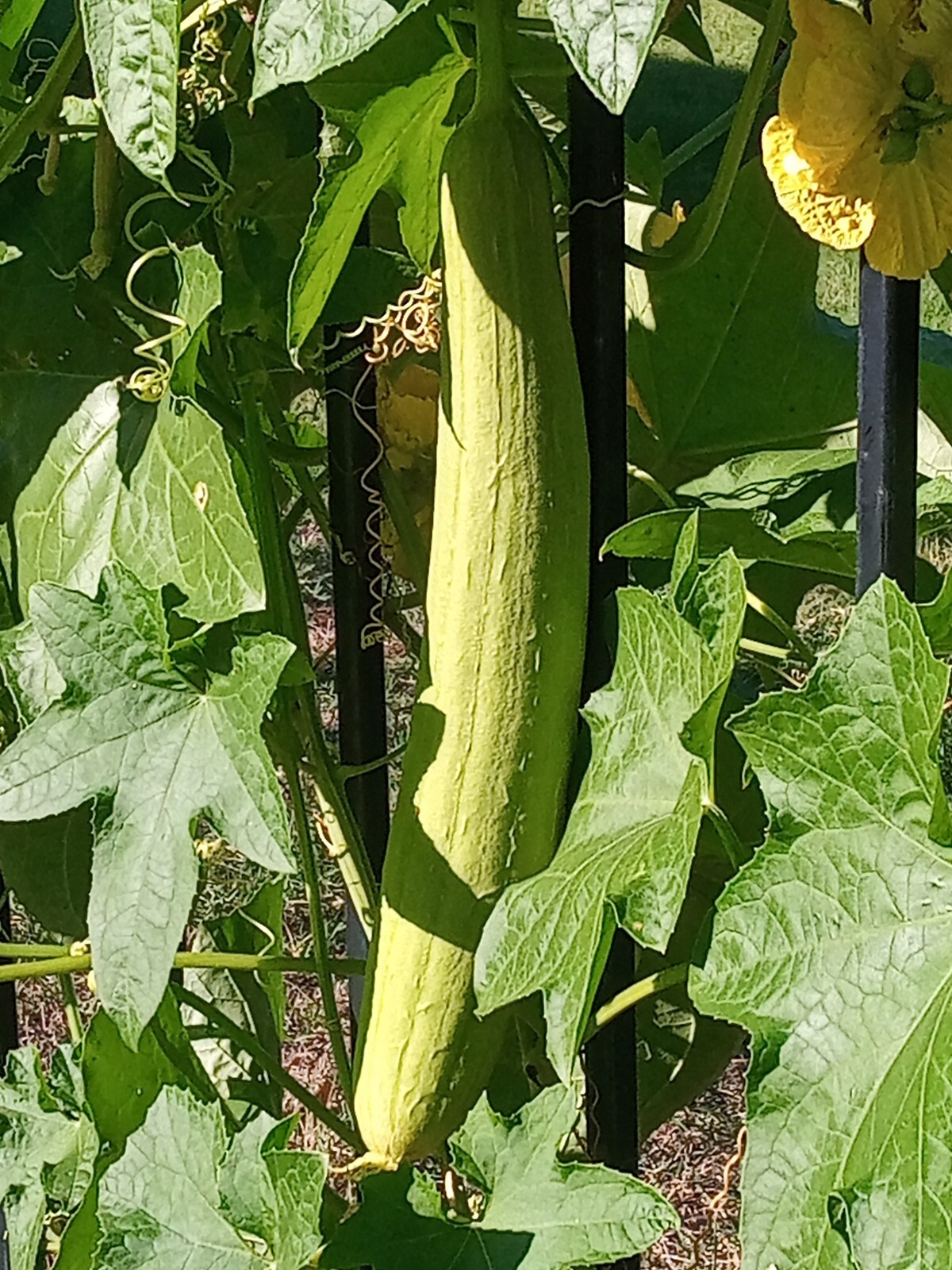 Luffa Gourd Sponge Seeds | Non-GMO | Heirloom | Fresh Garden Seeds from USA, TX
