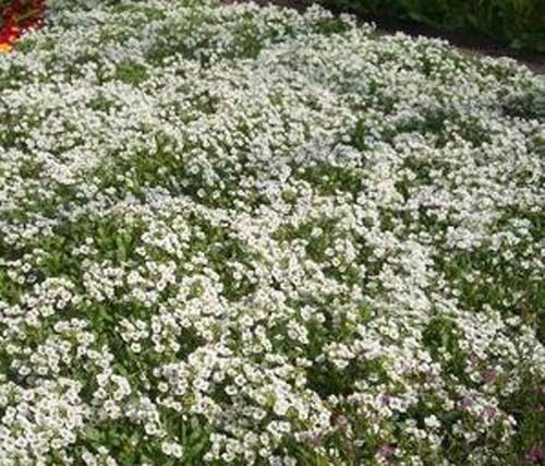 Sweet Alyssum Flower Seeds 2000+ CARPET OF SNOW White Aroma Annual Free Shipping