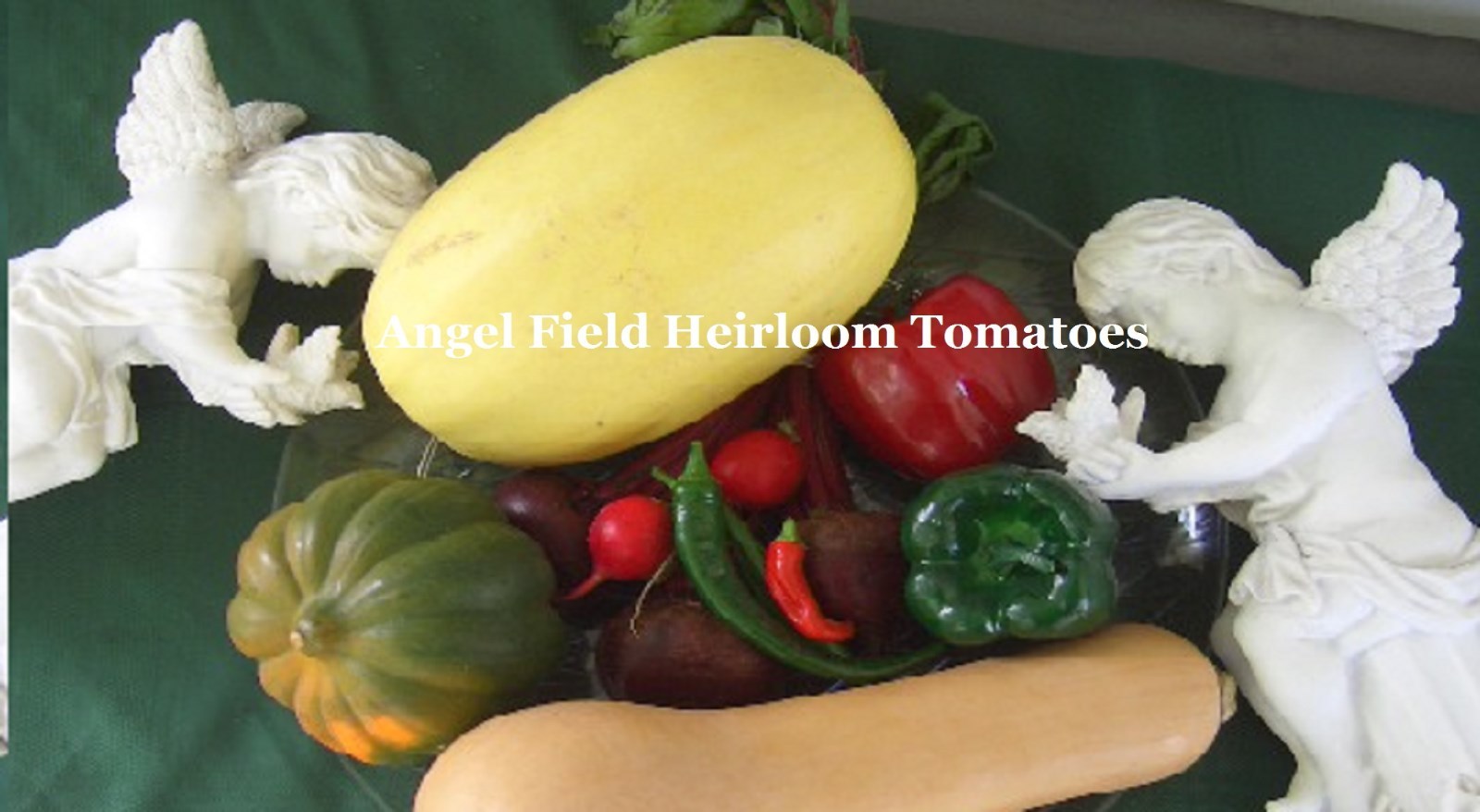 10 Spaghetti Squash Heirloom Seeds from China ” Plus 2 Packs of Tomato Seeds