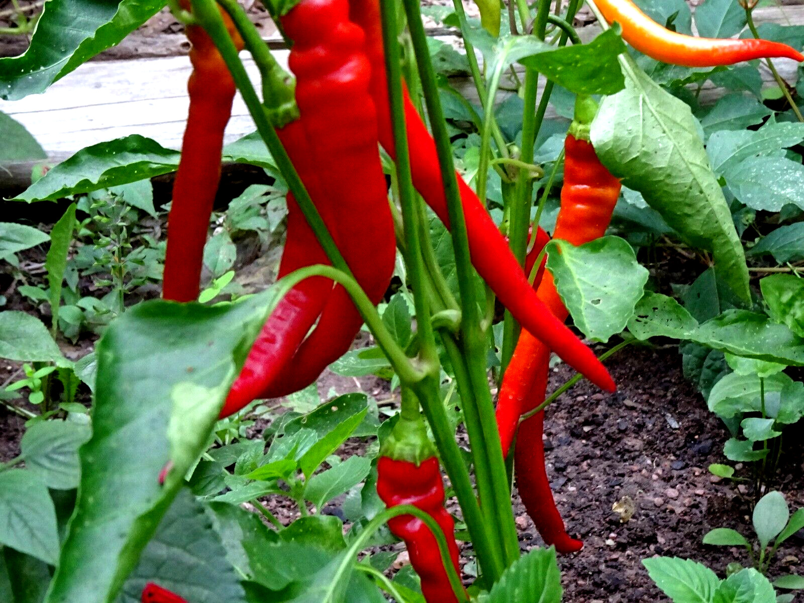 Jimmy Nardello Sweet Red Pepper 30 seeds Italian Heirloom Organic