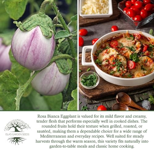 Rosa Bianca Eggplant Seeds (Solanum melongena) – 20 Non-GMO Heirloom Seeds by