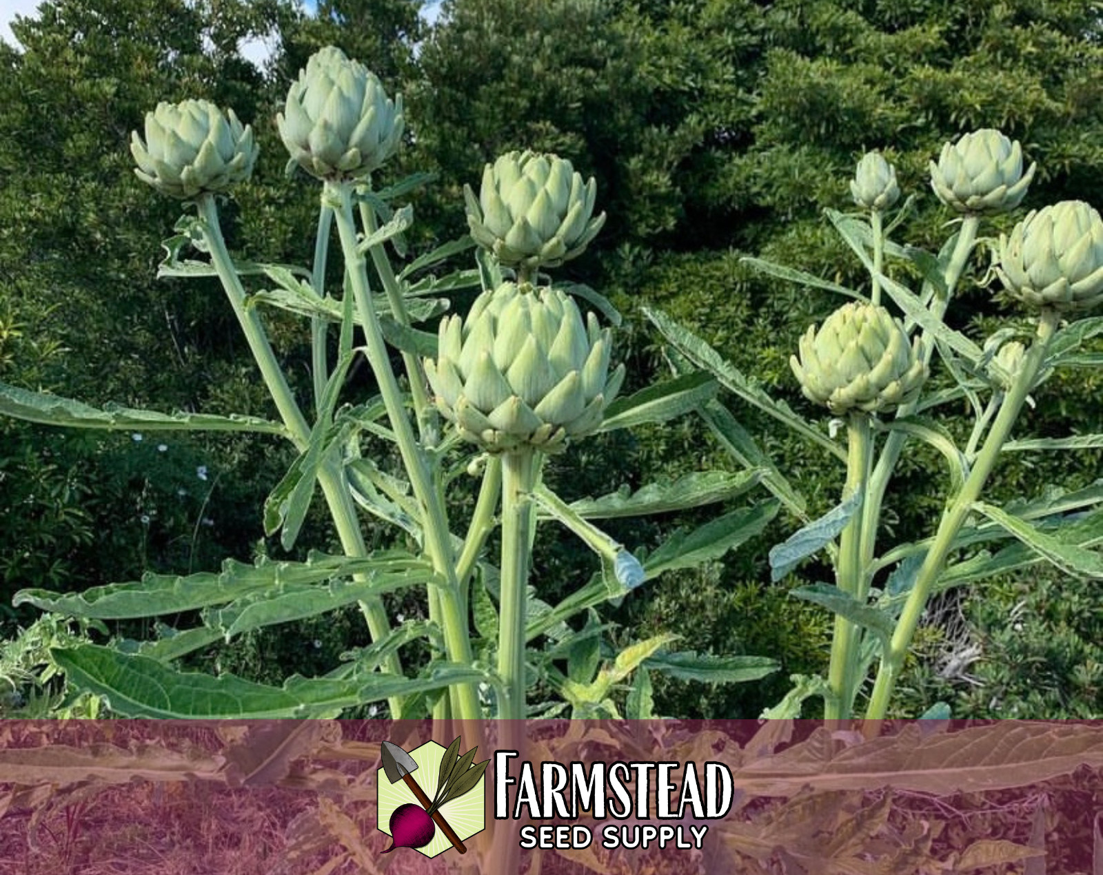 80+ Artichoke Seeds [Green Globe] Vegetable Gardening, Heirloom, Non-GMO, USA