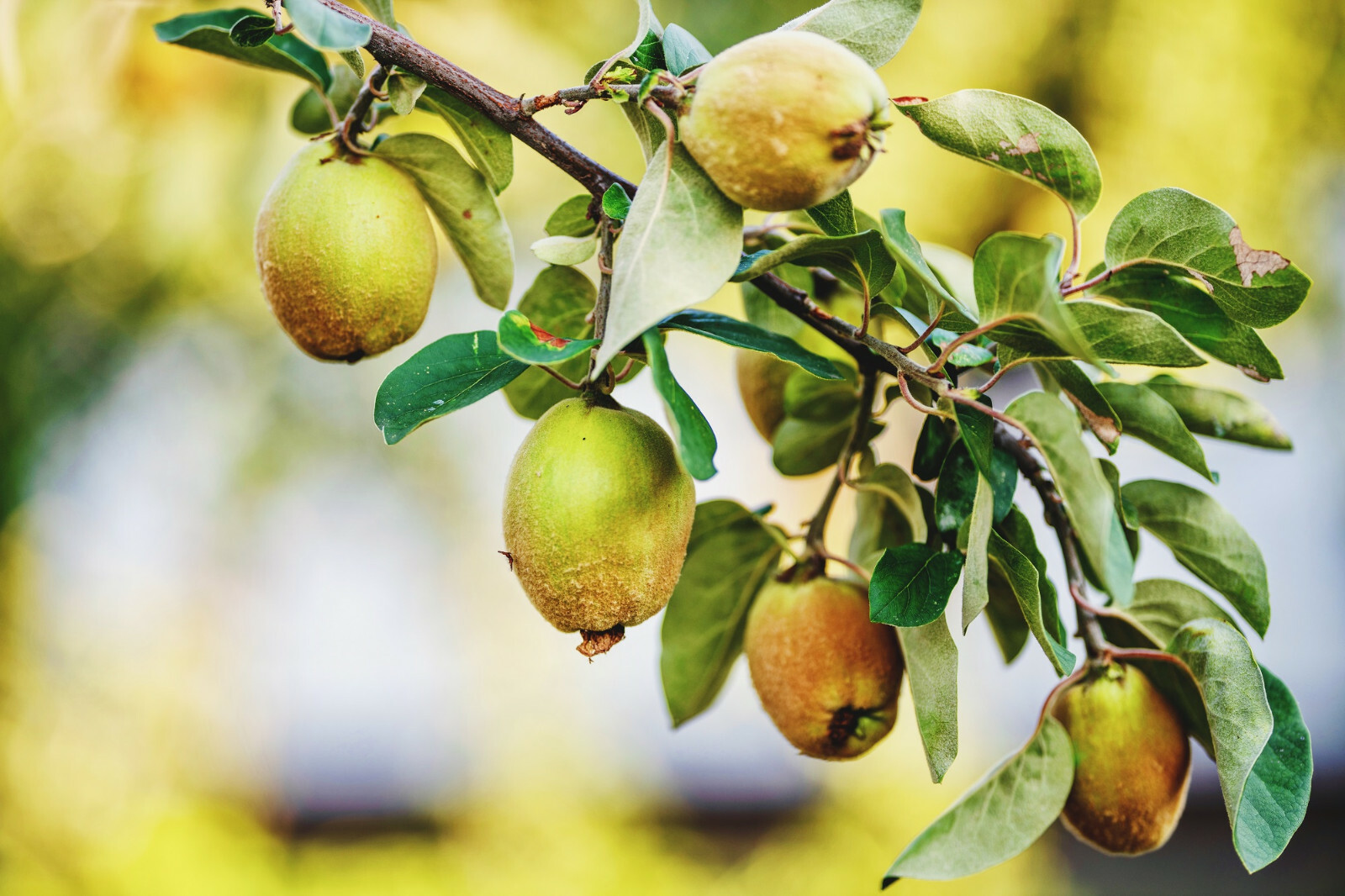 20 Common Quince (Cydonia oblonga) Fruit Tree Seeds, Sweet Edible Fruits
