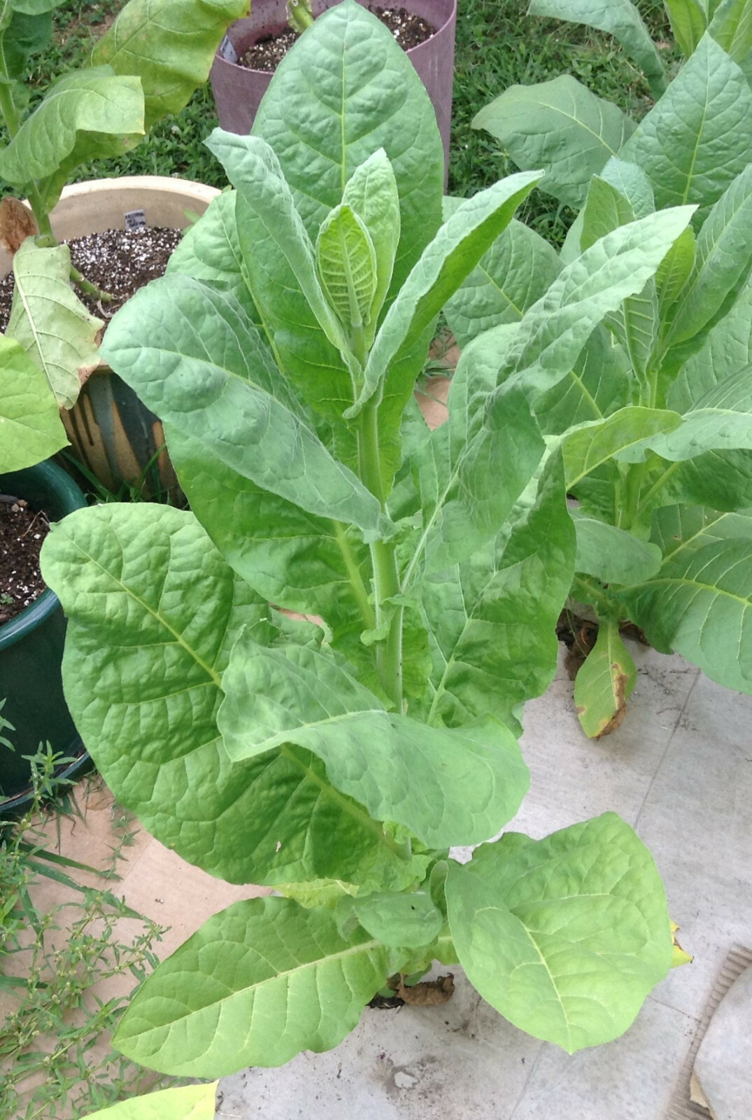 Habano 2000 Tobacco – Nicotiana seeds (1000+ per packet)