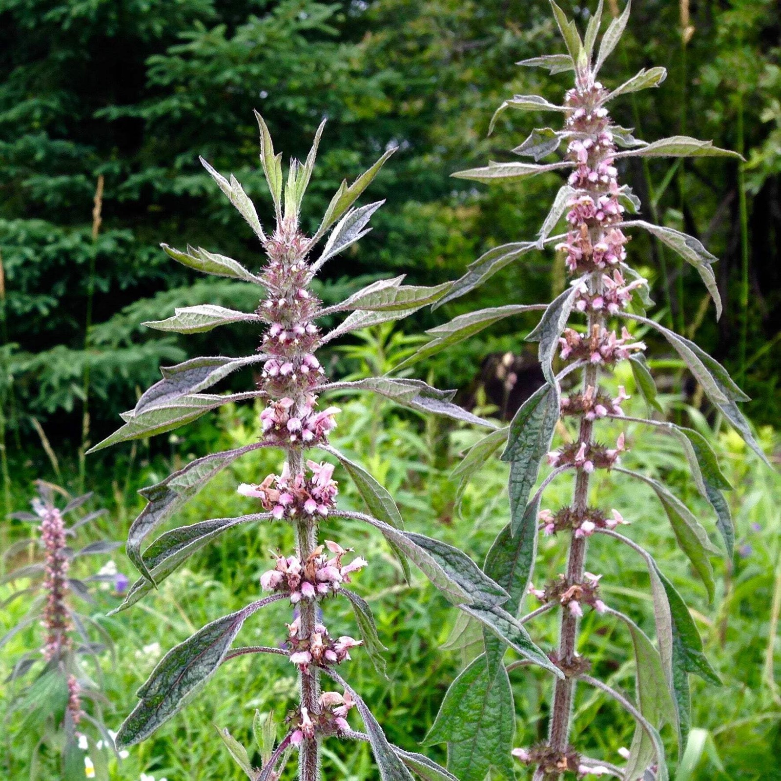Motherwort Seeds (Leonurus cardiaca) ~Traditional Herb Pollinator Garden