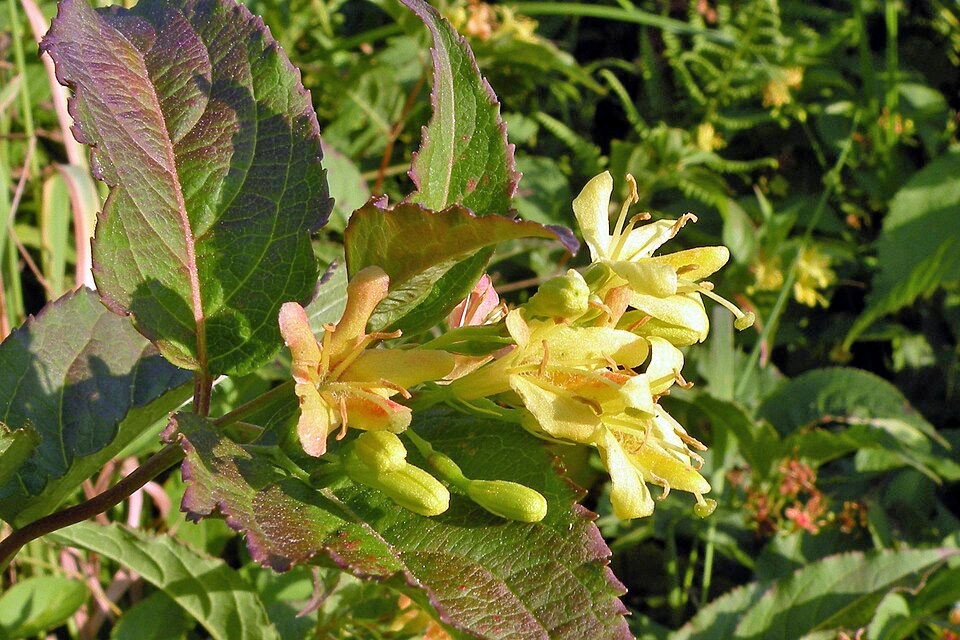 Diervilla lonicera | Dwarf Bush Honeysuckle | 20 Seeds