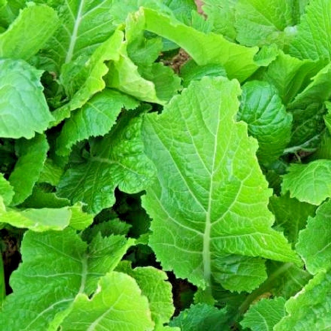 600+Florida Broadleaf MUSTARD GREENS Seeds Organic Spring Fall Garden Container