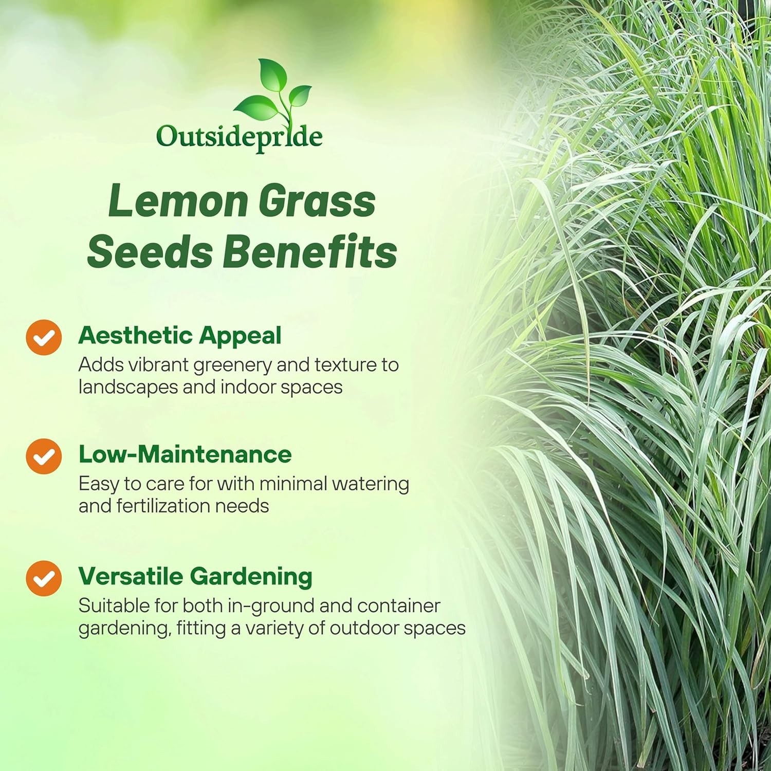 Lemon Grass Seeds for Planting – 2000 Perennial Seeds, Mosquito Repellent, De…