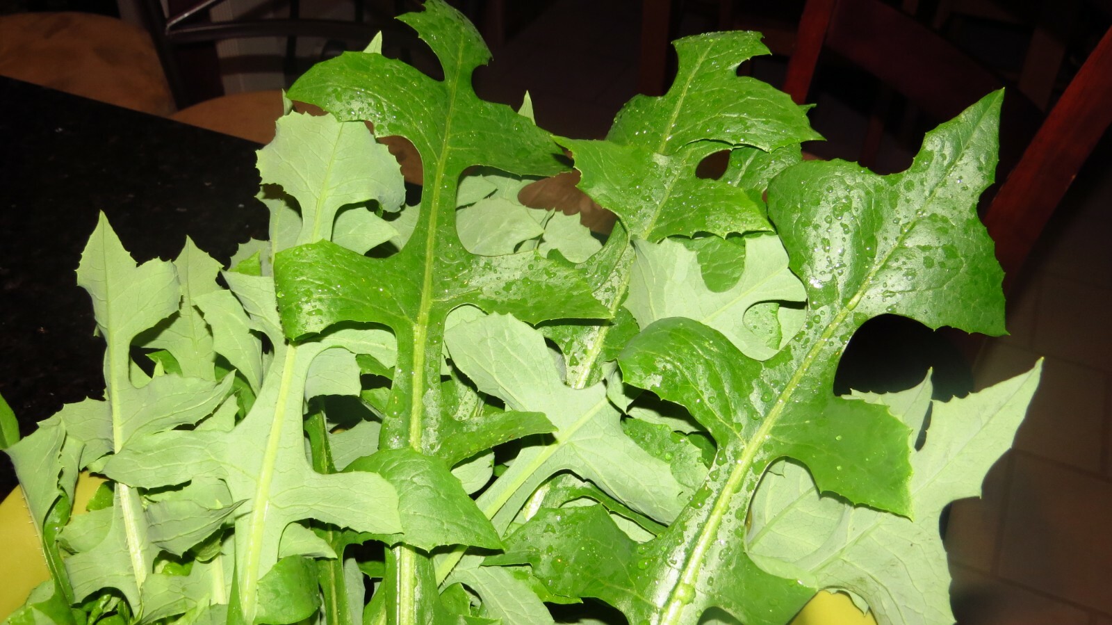 100 Wild/Opium Lettuce Seeds(LactucaVirosa)Medicinal Edible Plant.US grown seeds