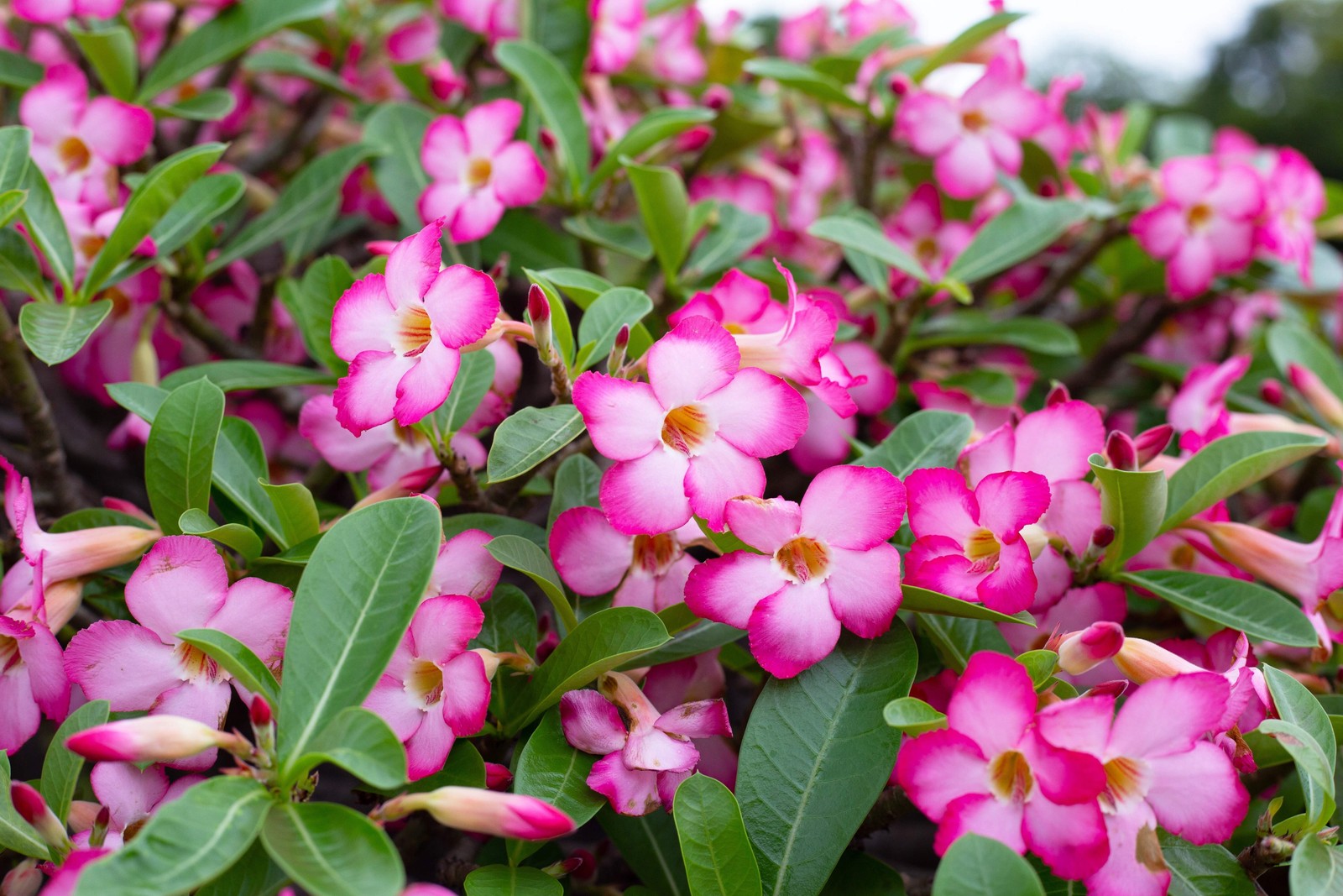 10 Mixed DESERT ROSE / ADENIUM Obesum African Houseplant Flower Seeds *Comb S/H