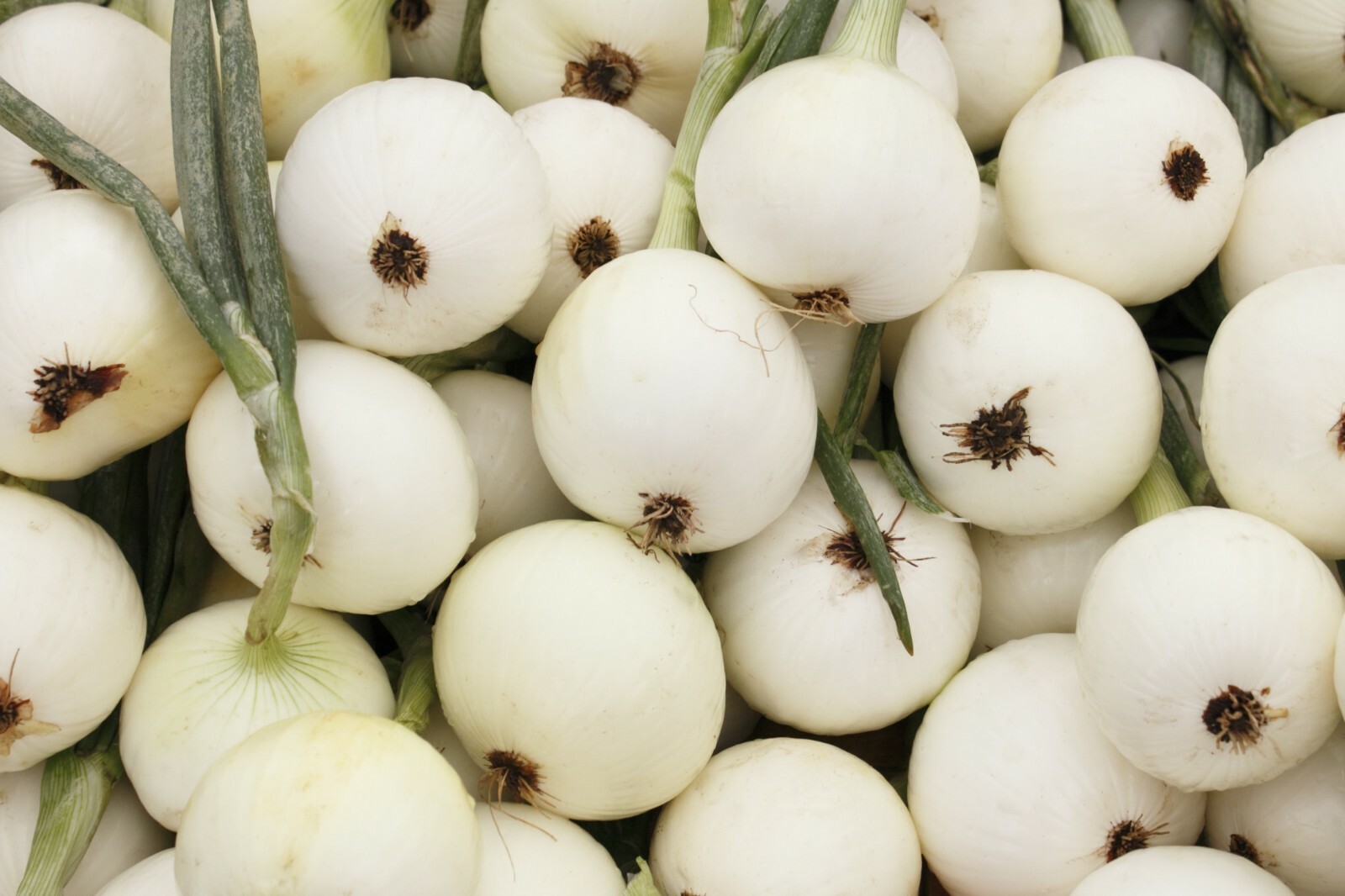 Onion White Spanish Seeds 250+ Sweet Mild Vegetable Garden NON-GMO FREE SHIPPING