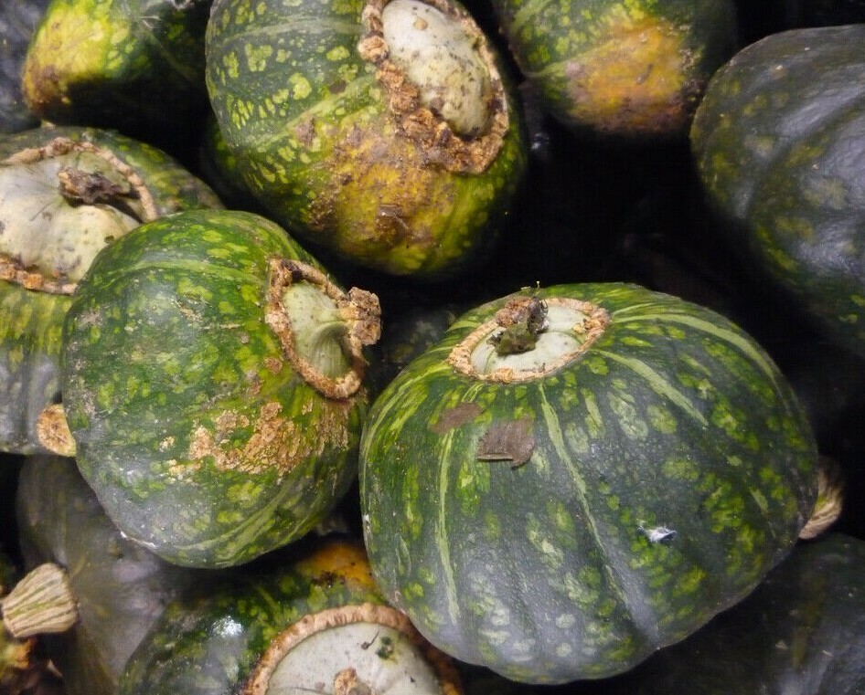 BUTTERCUP SQUASH SEEDS 15+ WINTER SQUASH Vegetable GARDEN culinary FREE SHIPPING