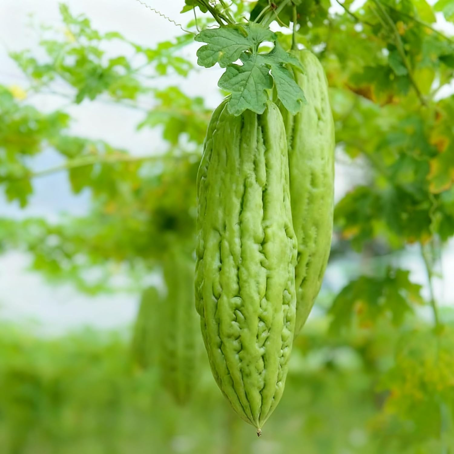 30 Bitter Melon Seeds for Planting, Annual Momordica Seed, Non-Gmo Vegetable Bit