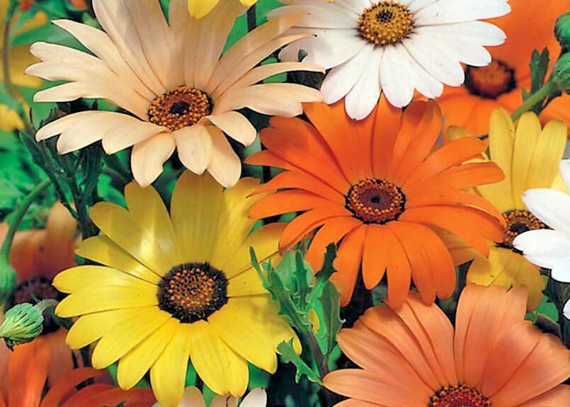 200+AFRICAN DAISY MIX Seeds White Orange Yellow Apricot Drought Tolerant Annual