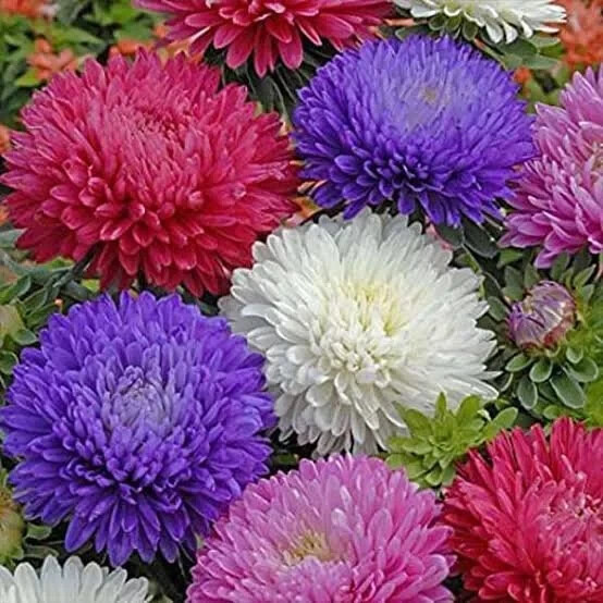 50 Seeds ASTER MILADY MIX Callistephus Dwarf, 10” tall, 3” flowers, fresh