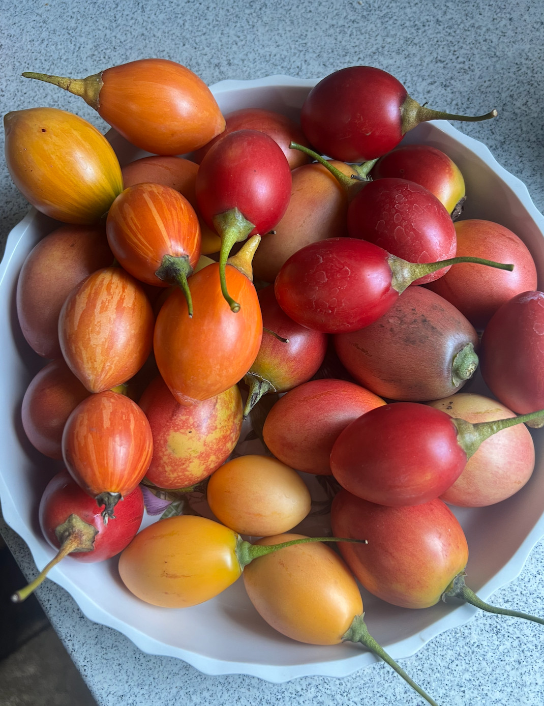 5 Varieties of Tamarillo Tree Tomato Seeds -solanum betaceum.