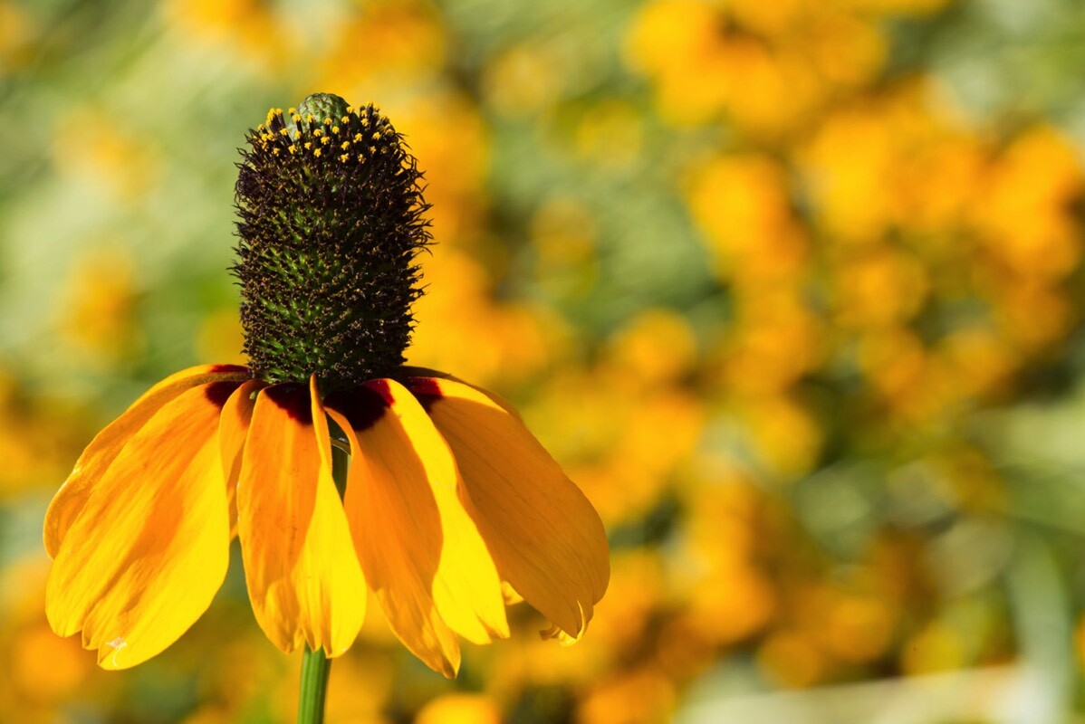 1001+CLASPING Yellow CONEFLOWER Seeds Native Wildflower Pollinators Cut Flowers