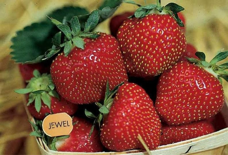 Best Selling Strawberry Collection (Pack of 18 Plants) Earliglow, Honeoye, Jewel