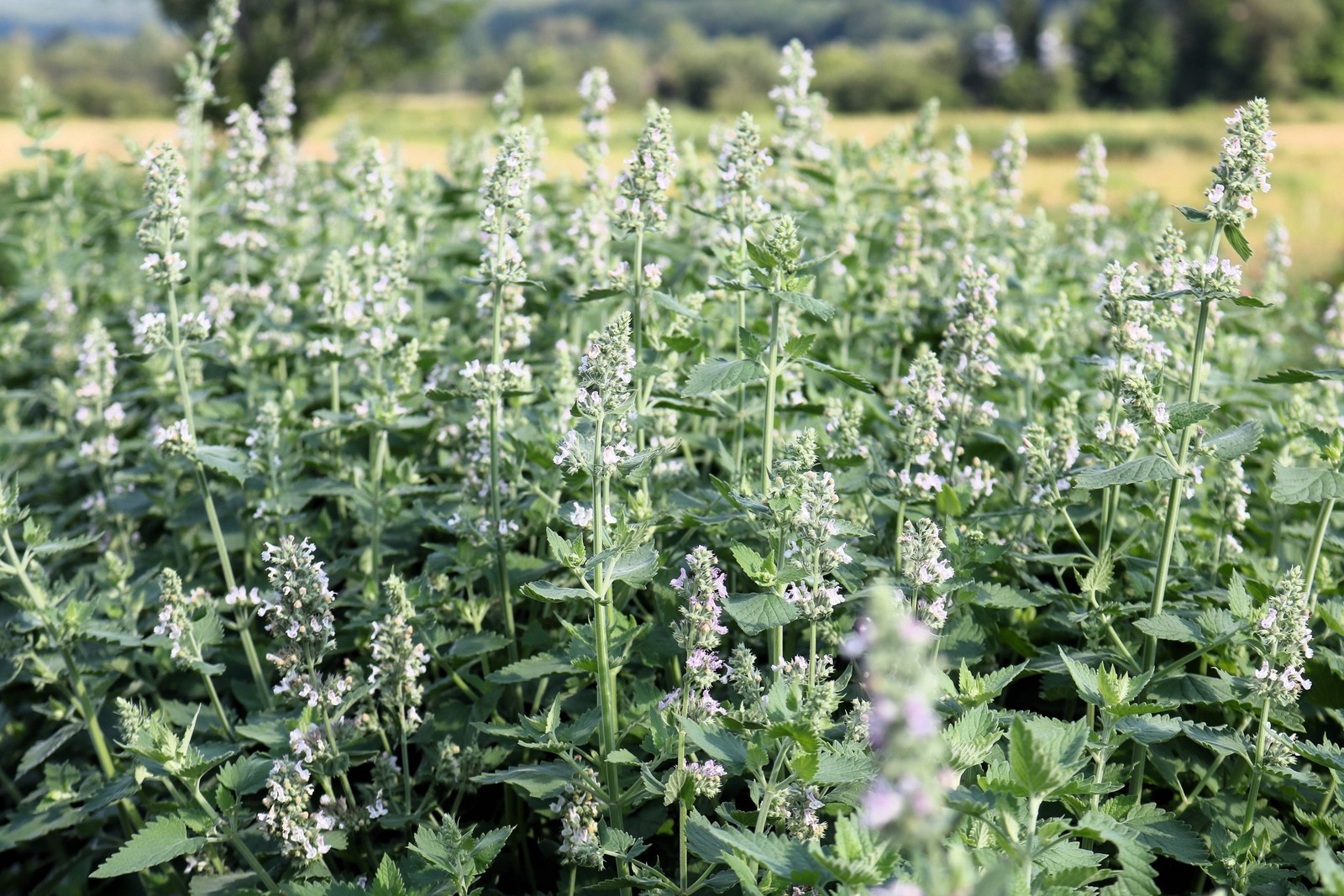 200 Lemon LEMONY CATNIP Nepeta Cataria Citrodoria Herb Flower Seeds