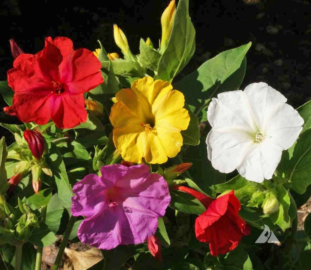 Four O’Clock FORMULA Mix Perennial NonGMO Pink Red Yellow White Flowers 25 Seeds