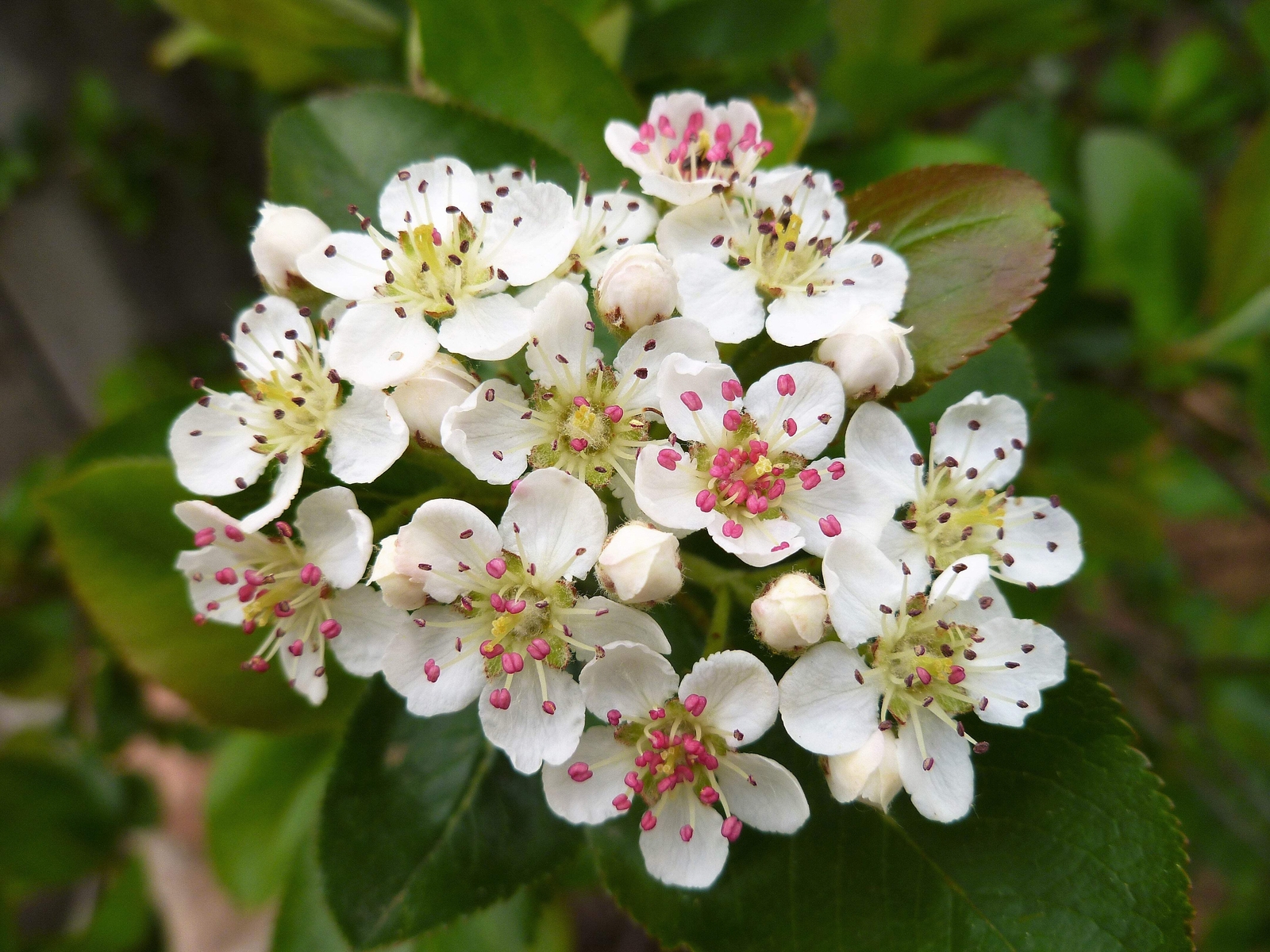 50 BLACK CHOKEBERRY Aronia Melanocarpa White Flower Shrub Seeds