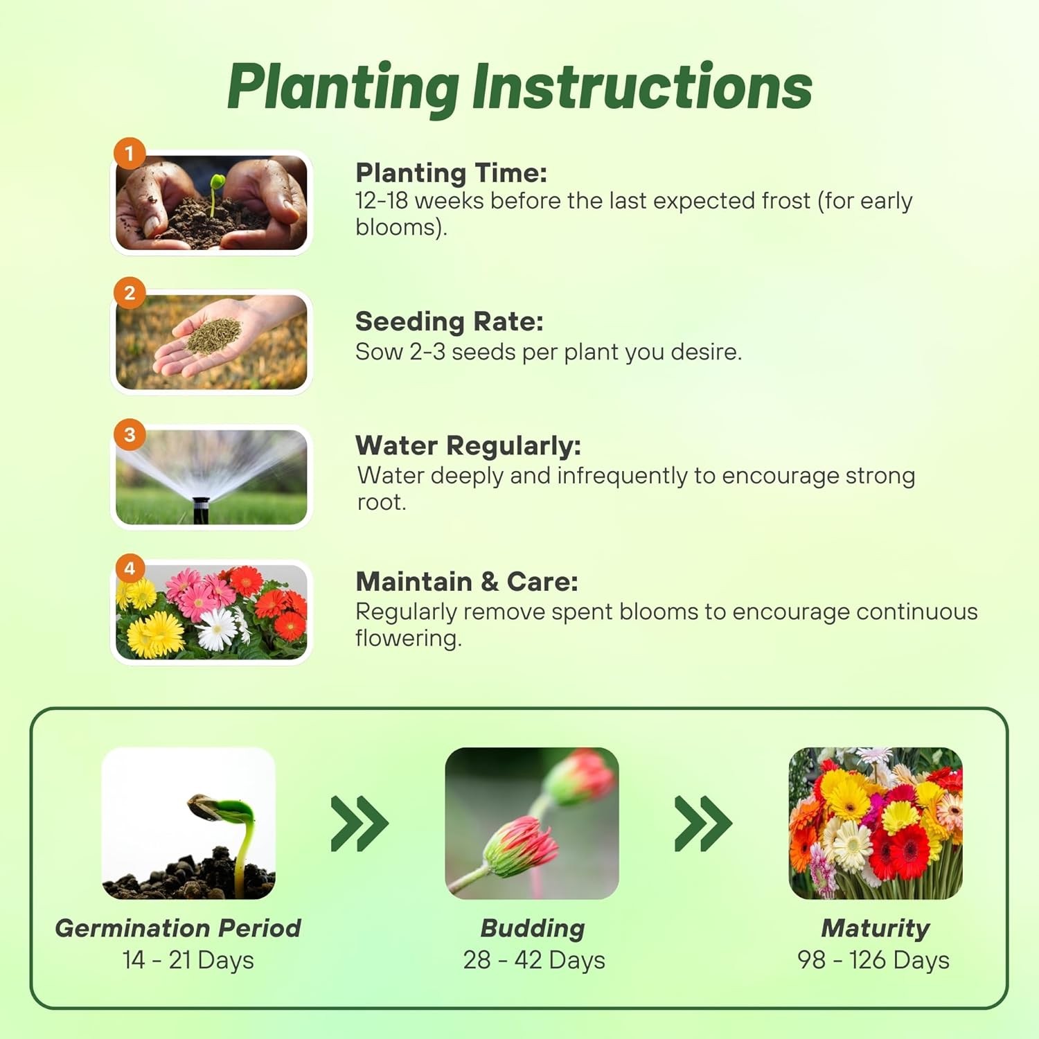 200 Seeds Gerbera Seeds For Planting | Perennial Gerbera Flower Seed Mix