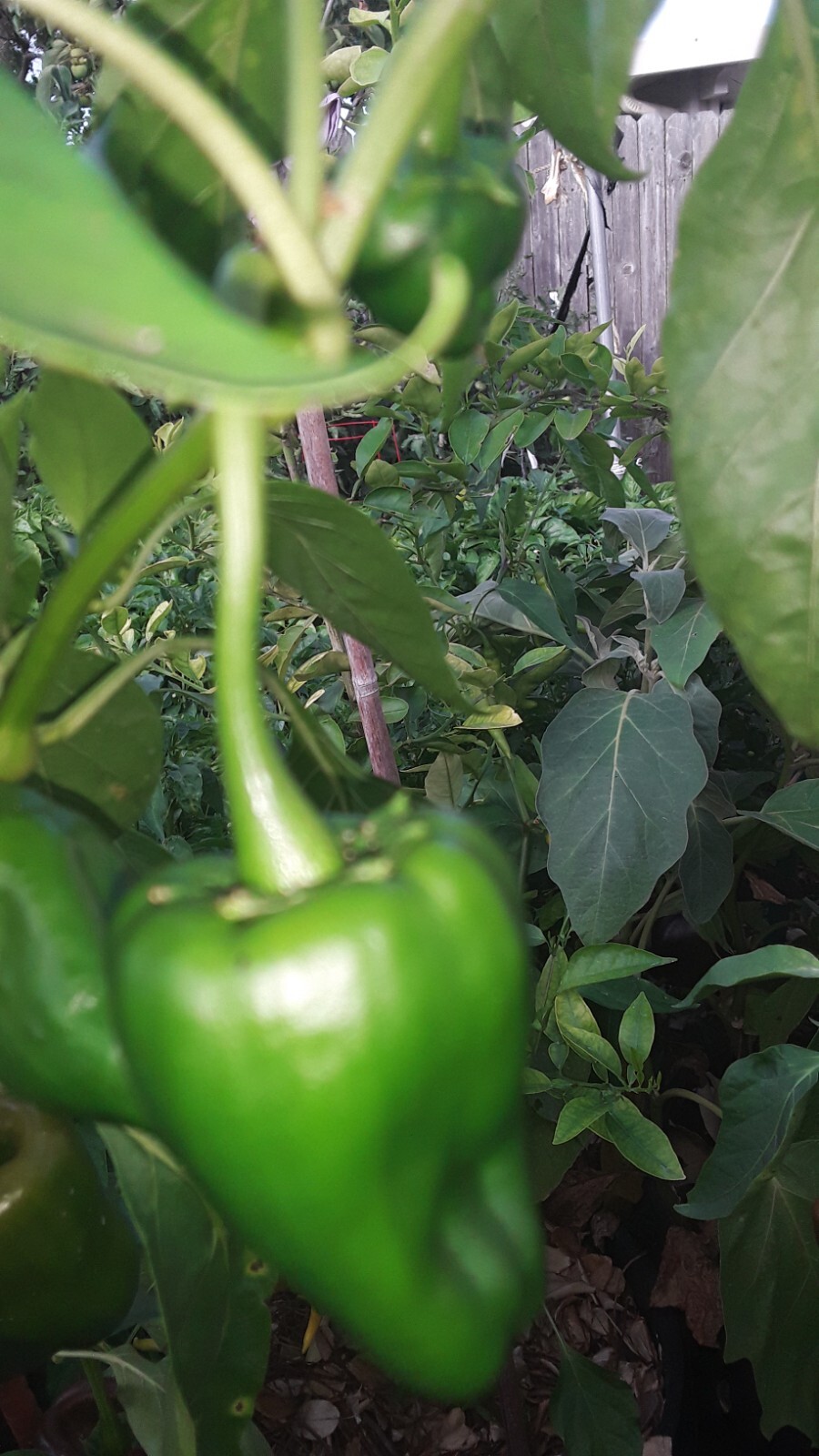 75+ Ancho Poblano Pepper Seeds Non-GMO Heirloom Fresh Seeds No Pesticides0